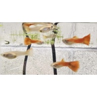 Full Red Delta Black Eye Guppies-2 months old