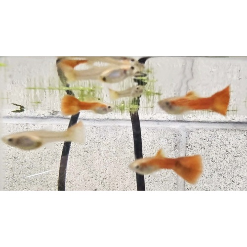Full Red Delta Black Eye Guppies-2 months old