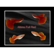 Trio Albino Full Red guppies - Premium grade