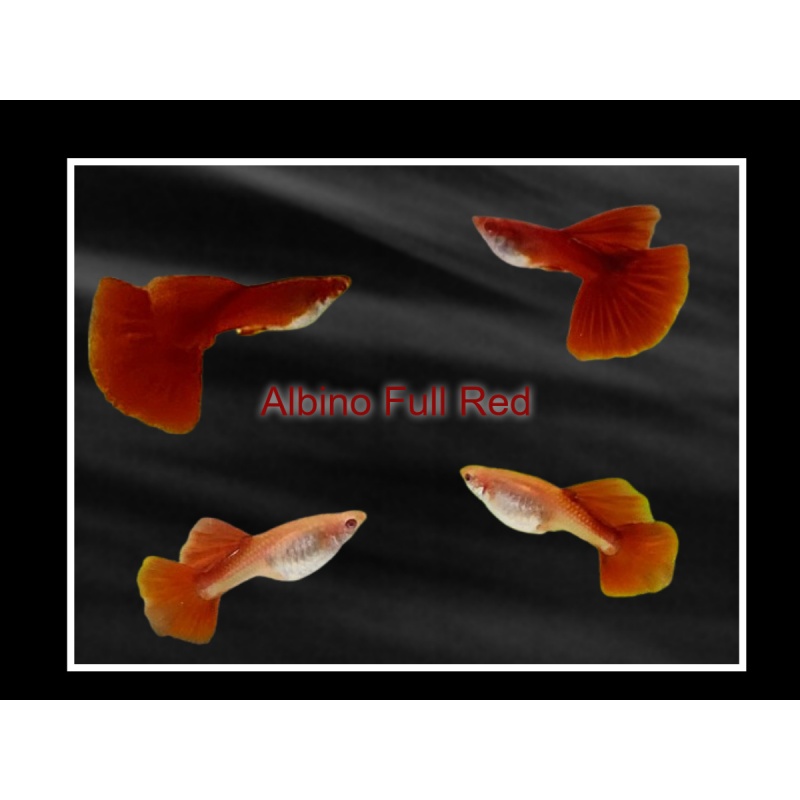 Trio Albino Full Red guppies - Premium grade