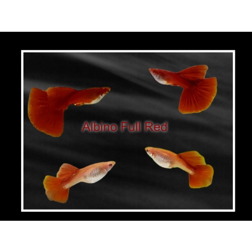 Pair Albino Full Red guppies - Premium grade