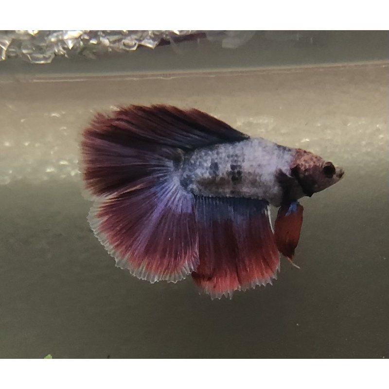 Fish Mystery Box