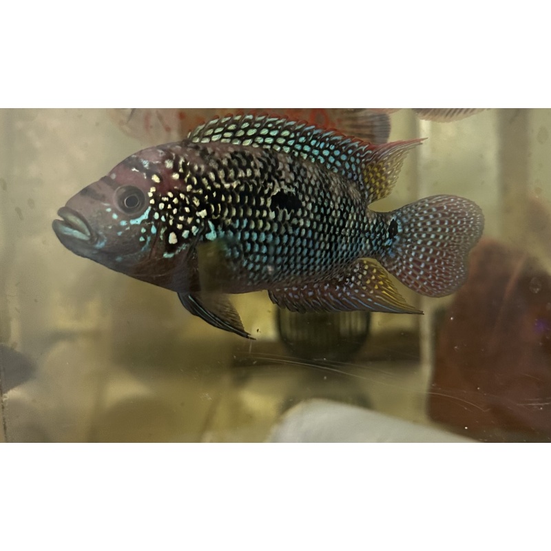 1-2" Jack Dempsey ((5PK))