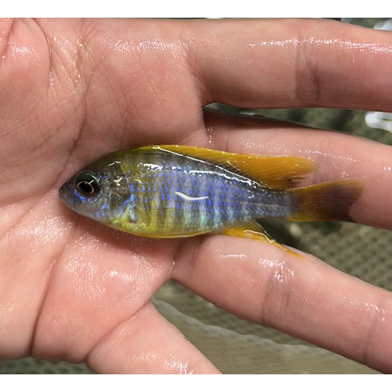 2"-3" Lemon Jake Peacocks (MALE)