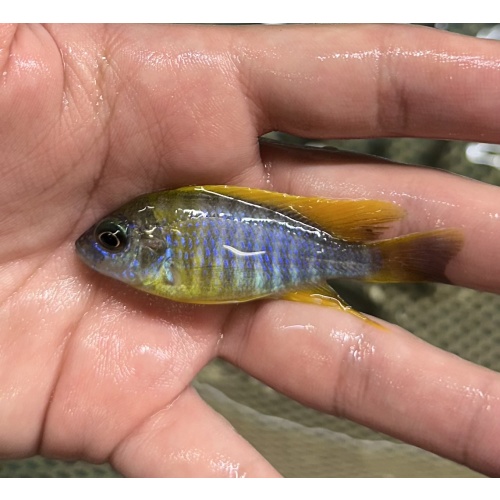 2"-3" Lemon Jake Peacocks (MALE)