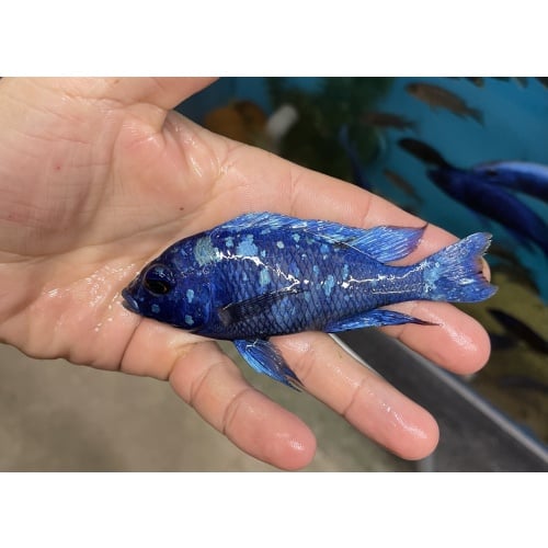 1.5"-2.5" Pheno: Star Sapphire ((5 pack))