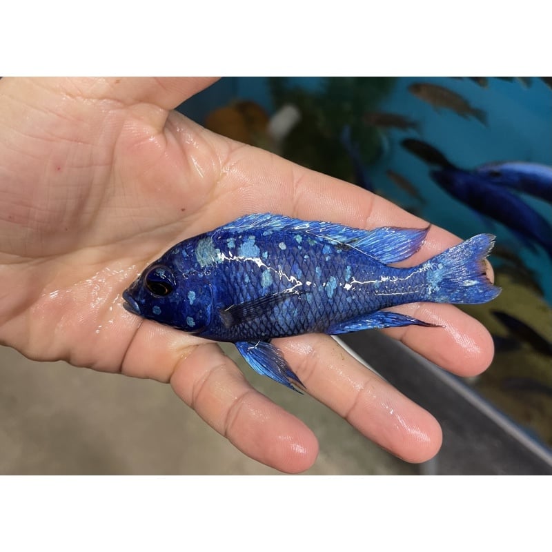 1.5"-2.5" Pheno: Star Sapphire ((5 pack))