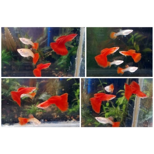 Trio Albino Full Red guppies - Premium grade