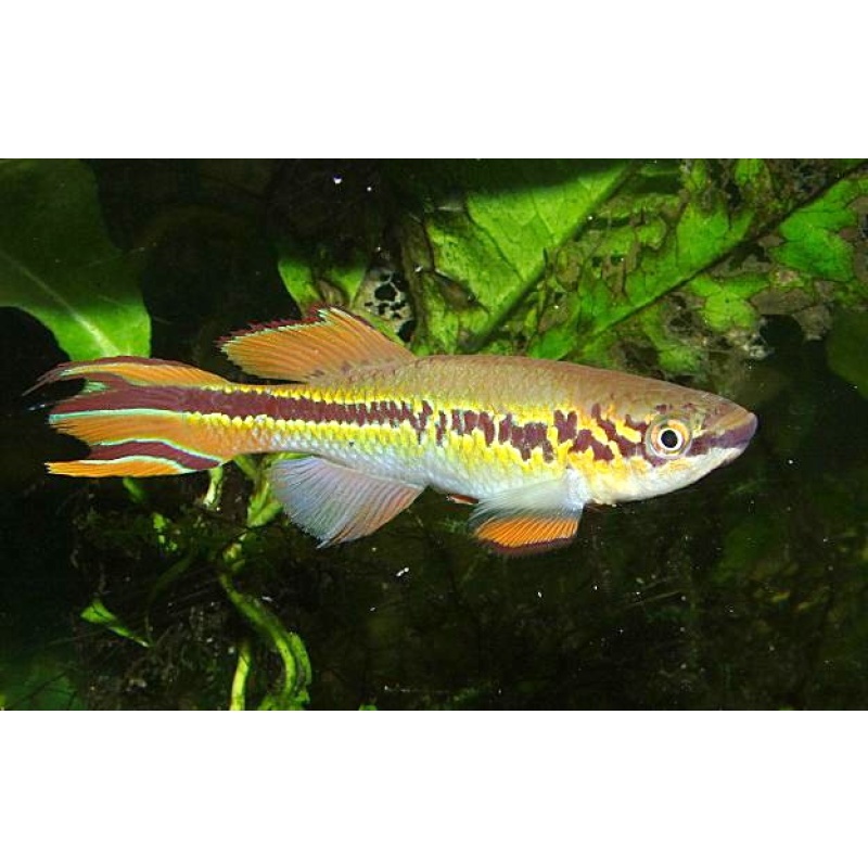 Fundulopanchax deltaensis Patani CIIR 2021