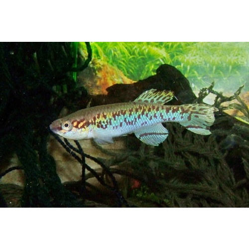 Fundulopanchax gularis