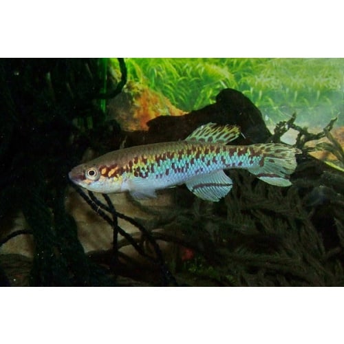 Fundulopanchax gularis