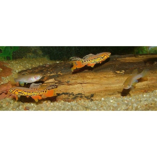 Fundulopanchax kribianus Fifinda ADK 09-301