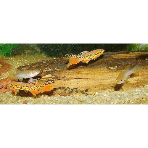 Fundulopanchax kribianus Fifinda ADK 09-301