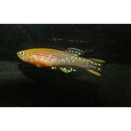 Fundulopanchax mirabilis moensis CI 2024
