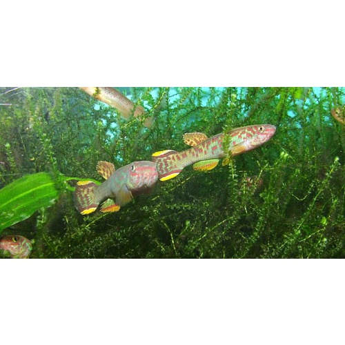 Fundulopanchax scheeli