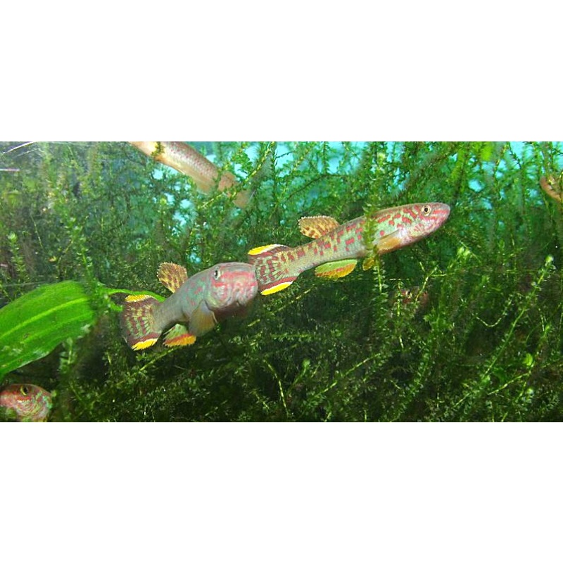 Fundulopanchax scheeli