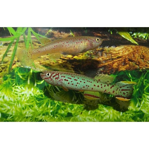 Fundulopanchax scheel