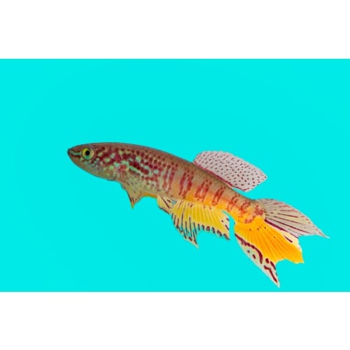 Fundulopanchax sjoestedti Poland line 15 +30 eggs