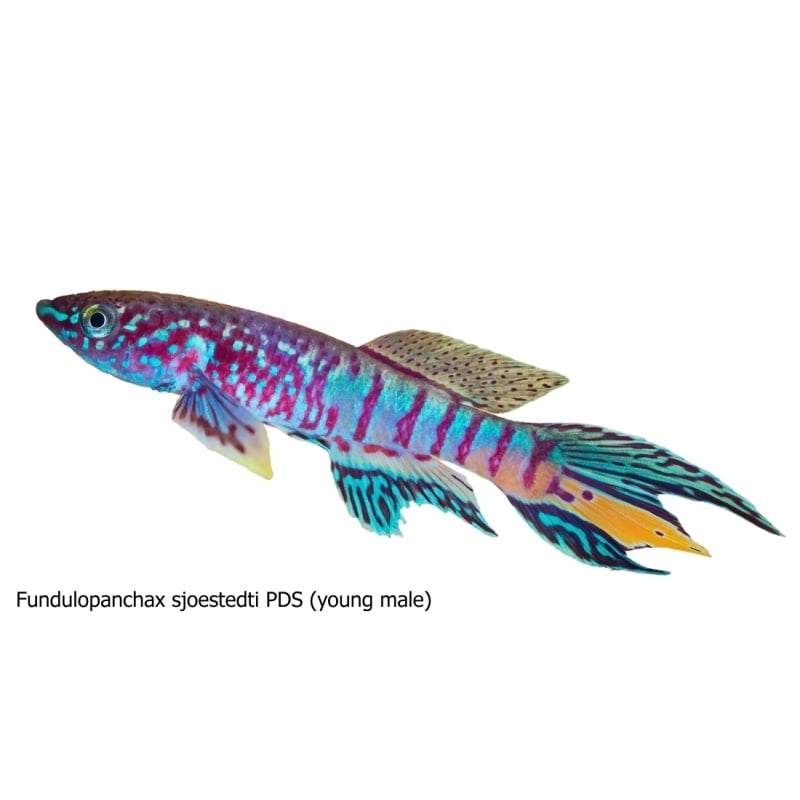 Fundulopanchax sjoestedti USA PDS +30 eggs
