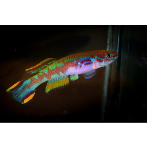 Fundulopanchax spoorenbergi +30 eggs