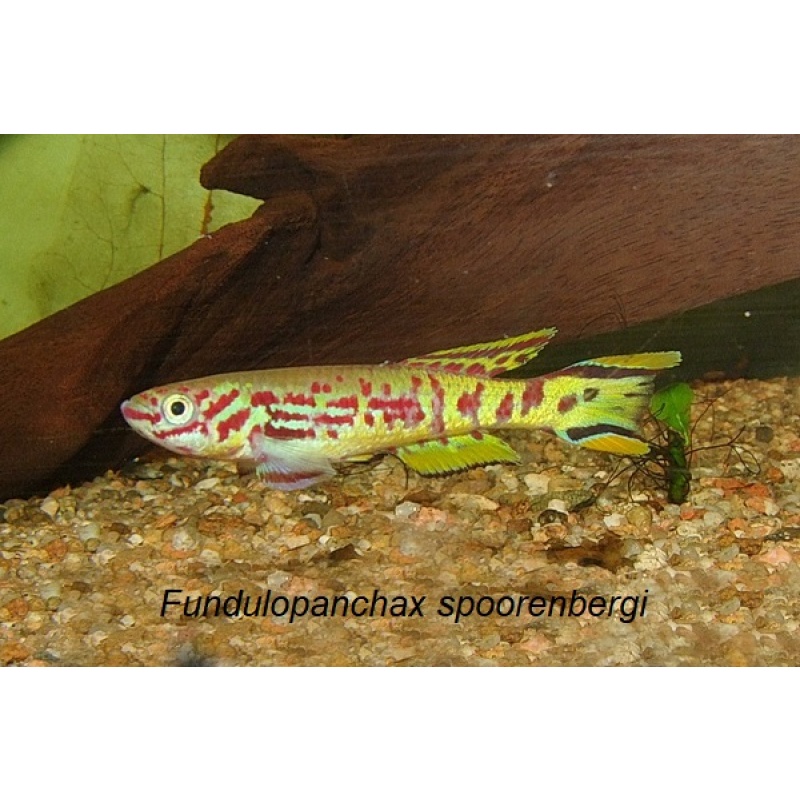 Fundulopanchax spoorenbergi