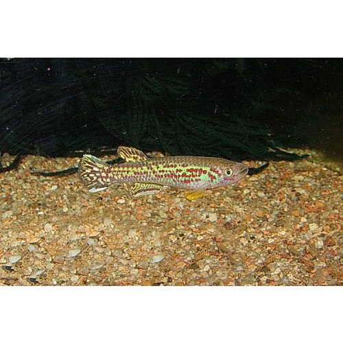 Fundulopanchax marmoratus Bakossi camp ADL 13-37