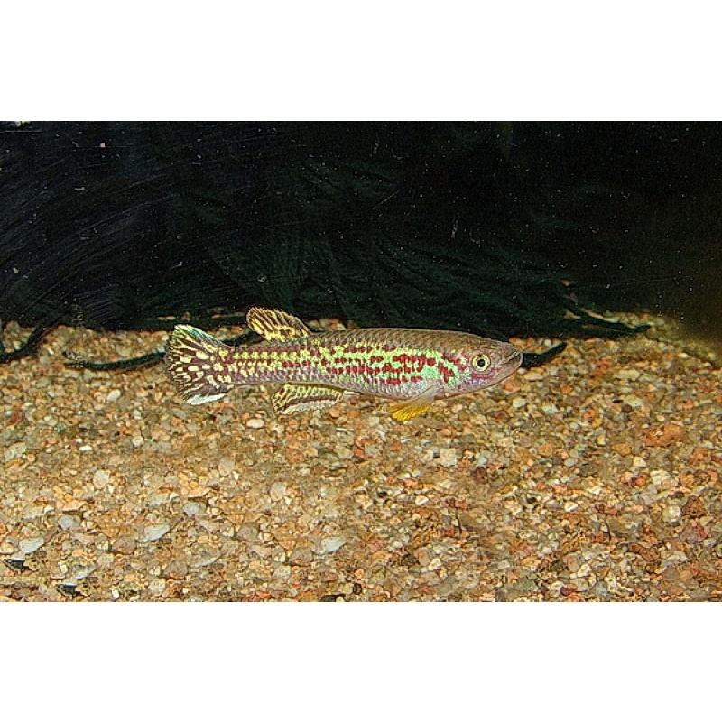 Fundulopanchax marmoratus Bakossi camp ADL 13-37