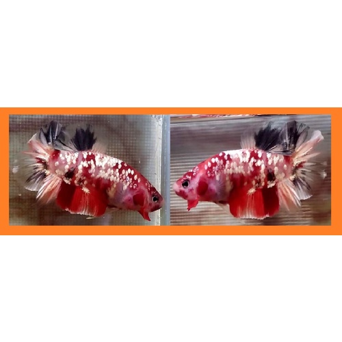 GALAXY KOI COPPER!! #1 (Shipping Cost Included in Price)