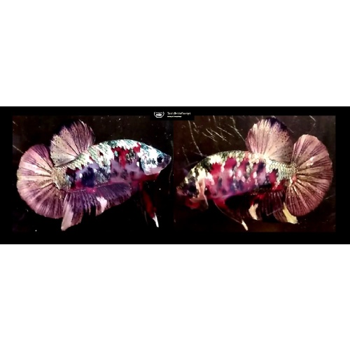 GALAXY KOI COPPER!! #2 (Shipping Cost Included in Price)
