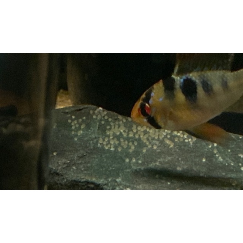 Proven Breeding Pair of German Blue Rams (Mikrogeophagus ramirezi) $60.00