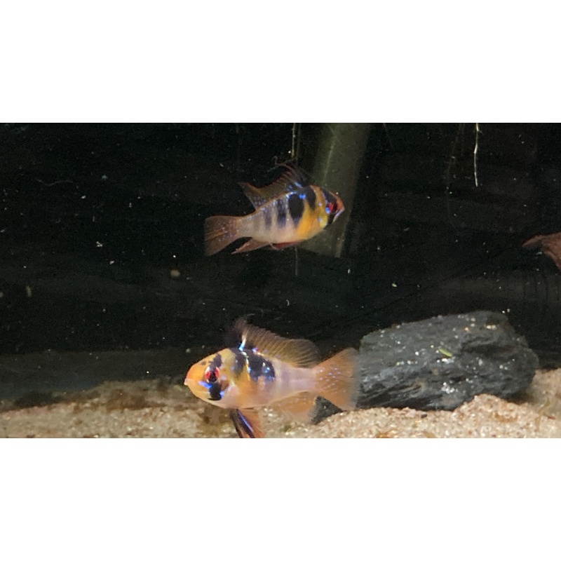 Proven Breeding Pair of German Blue Rams (Mikrogeophagus ramirezi) $60.00