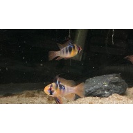 Breeding Pair, German Blue Rams.
