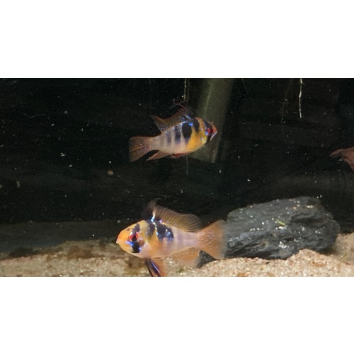 Breeding Pair, German Blue Rams.
