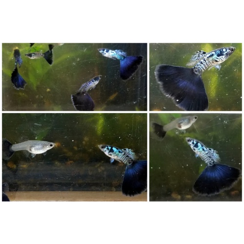 12x Galaxy Blue Tail guppy pack - FREE SHIPPING