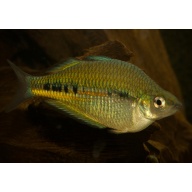 8 juvenile Glossolepis maculosus