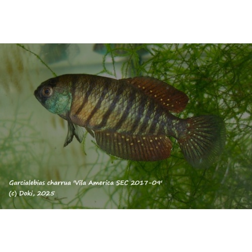 Austrolebias charrua Vila America SEC 2017-09, 35 eggs