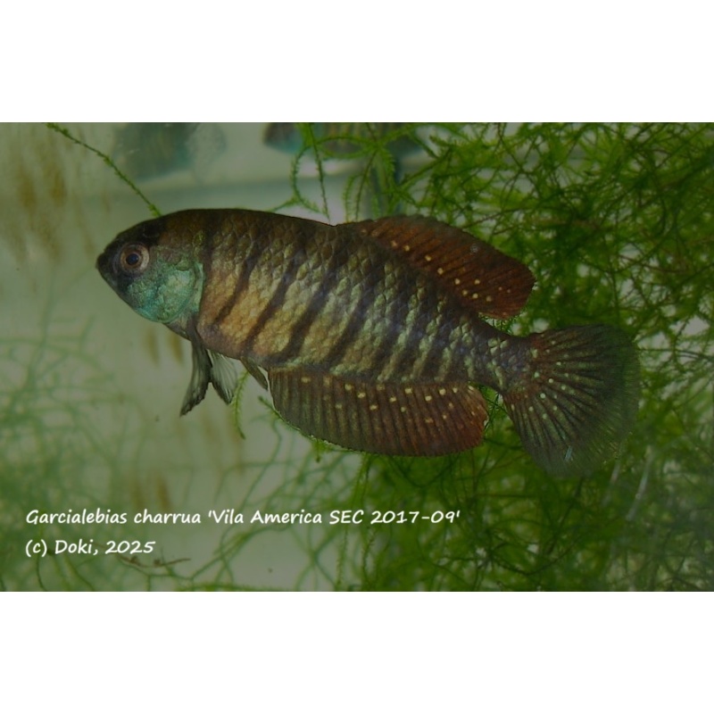 Austrolebias charrua Vila America SEC 2017-09, 35 eggs