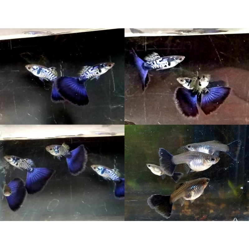 12x Galaxy Blue Tail guppy pack - FREE SHIPPING