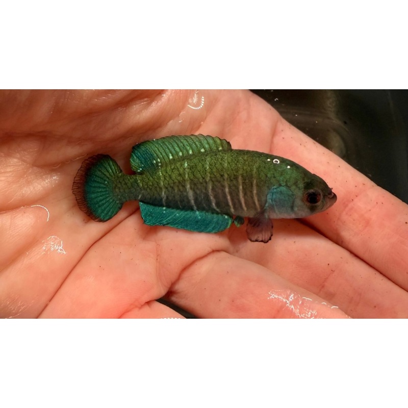 Uruguay Killifish 3-Pack [arachan + duraznensis + viarius]