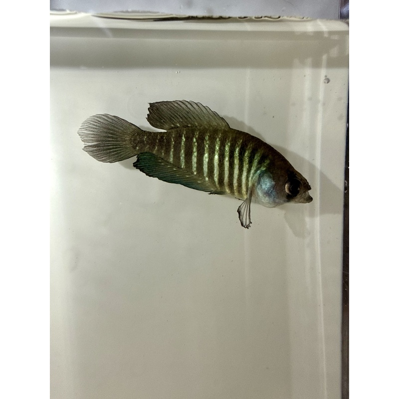 Uruguay Killifish 3-Pack [alexandri + charrua + juanlangi]