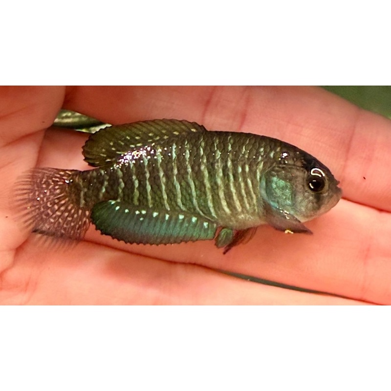 Uruguay Killifish 3-Pack [arachan + duraznensis + viarius]