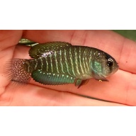 Garcialebias viarius URU 25-01 Puente Sur