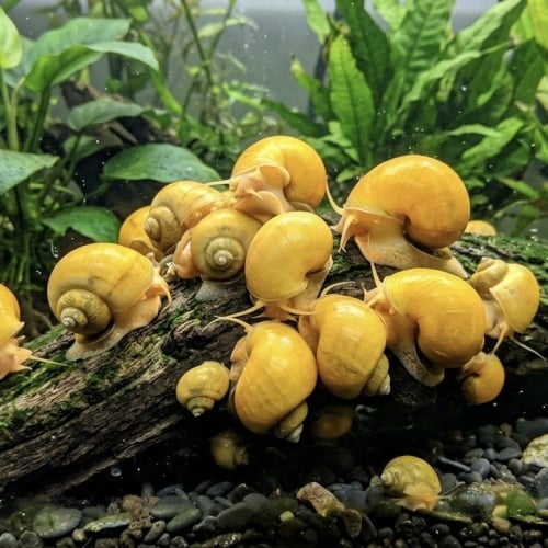 Gold Mystery Snail (3 PACK)