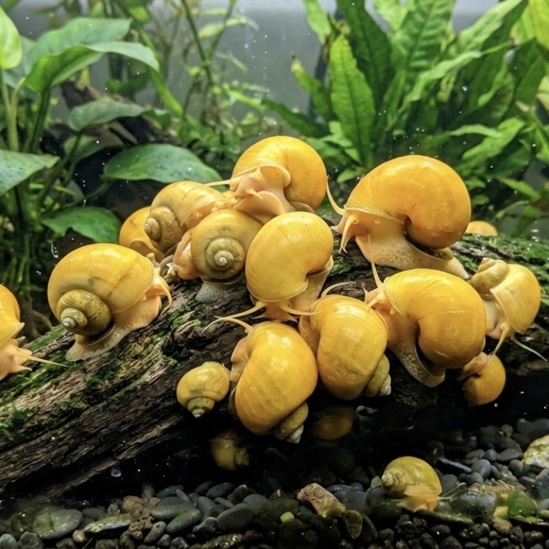 Gold Mystery Snail (3 PACK)