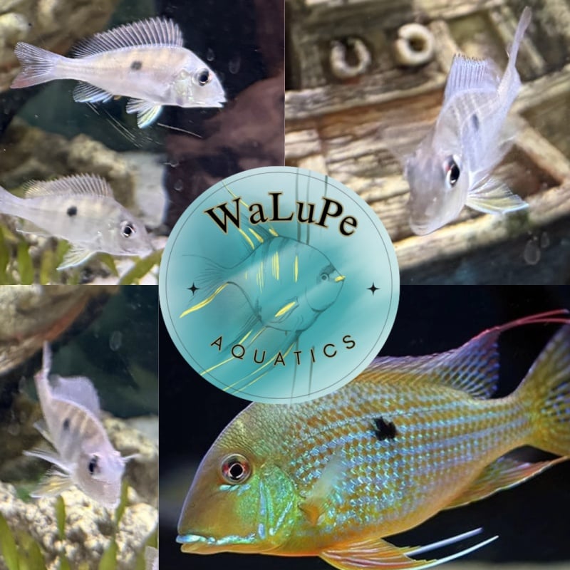Red Stripe Earth Eater 4 pack (Geophagus Surinamensis) 1.5-2" unsexed