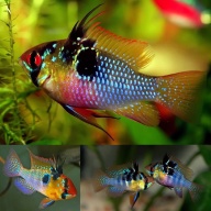 6 Quality German Blue Rams