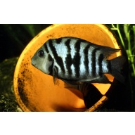 Convict Cichlid HOBBIST BREED AND RAISED