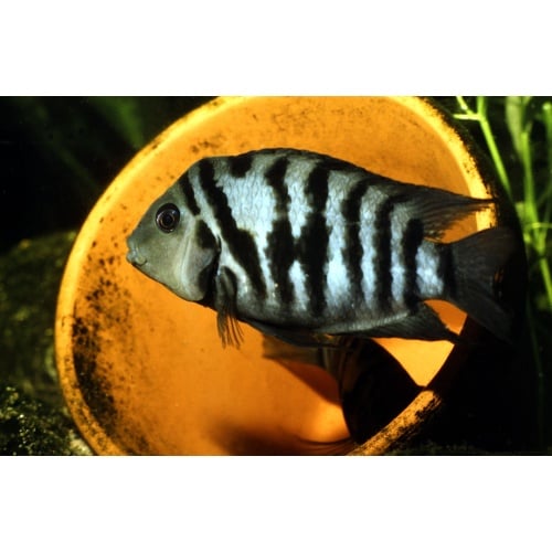 Convict Cichlid HOBBIST BREED AND RAISED