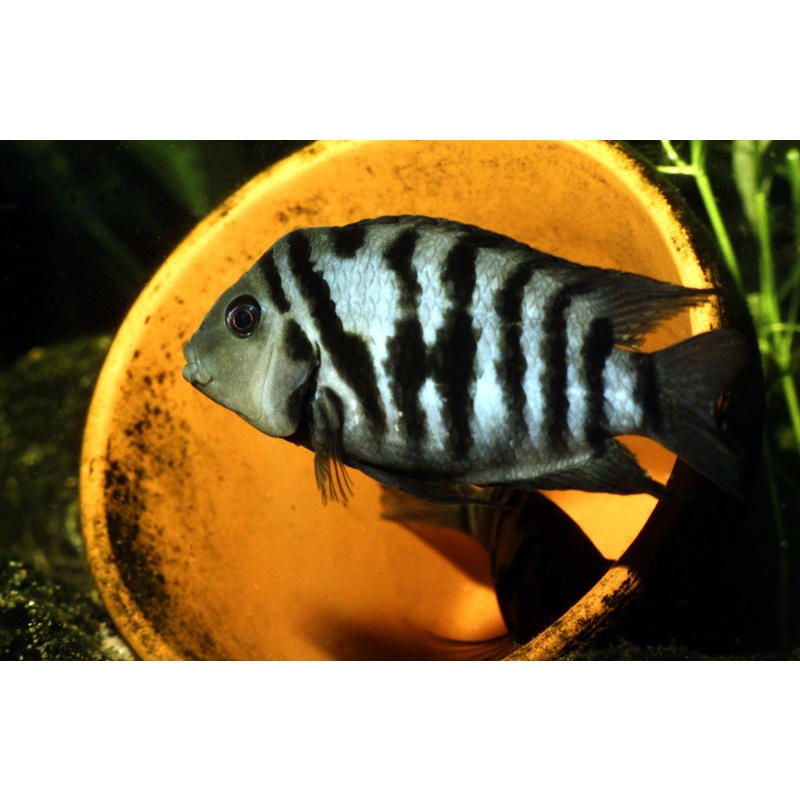 Convict Cichlid HOBBIST BREED AND RAISED