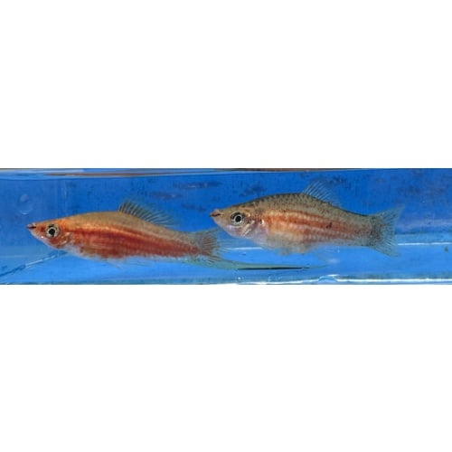 X. alvarezi Gold